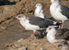 juvenile LBBG, ringed in the Netherlands.